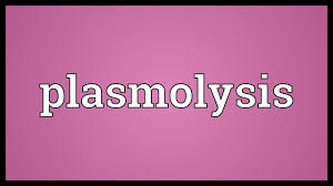 Plasmolysis Meaning Youtube