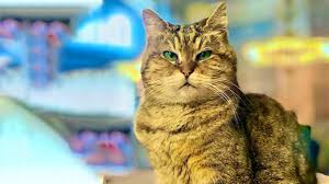 Ayasofya Camii Ndeki Kedi Gli Nin Sagligi Tehlike Altinda Son Dakika