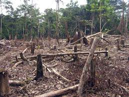 Sin embargo, existen otros factores intrínsecos de la naturaleza que pueden como es el caso de los incendios que no son provocados por el hombre, por ejemplo al momento de que un rayo caiga en uno de los árboles que. Deforestacion En Colombia Wikipedia La Enciclopedia Libre