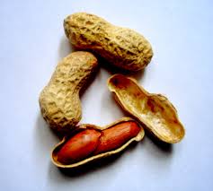 Image result for Arachis hypogaea