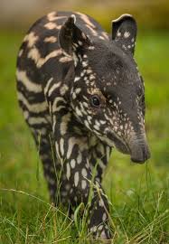 Malayan Tapir Is Found In South America Central America Southeast Asia Http Imgzu Com Image Eatrf1 Unusual Animals Animals Wild Zoo Animals