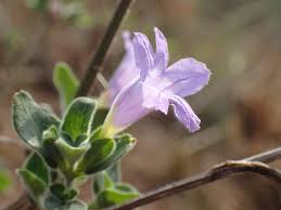 Image result for Ruellia patula