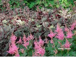 Defining Your Home Garden And Travel Oudolf S Stellar Perennials The Battery Gardens Part 3 Astil Flower Garden Plans Perennials Deer Resistant Perennials