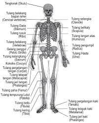 Dia bilang ehhh apa ini… lalu aku bilang eh. Carilah Gambar Kerangka Manusia Dan Sebutkan 10 Macam Tulang Manusia Tolong Dijawab Cepet Yah Brainly Co Id