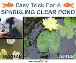 When we are talking green water in the pond we are referring to suspended algae. Pin On Diy Tutorials