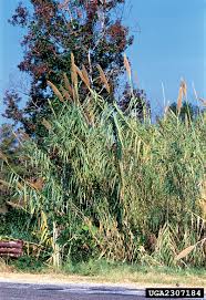 Image result for Arundo