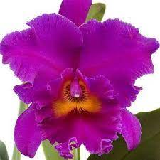 Cattleya Rlc Cornerstones Var Perfection Beautiful Orchids Cattleya Orchid Orchids