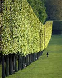 Twitter Landschaftsdesign Gartendesign Ideen Garten Landschaftsbau