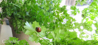 We have eliminated their natural predators such as wolves and mountain lions but that is only part of the reason why the deer population has exploded. How To Grow Summer Sown Parsley Through Winter