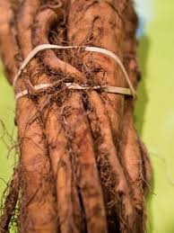 Salsify Care How To Grow Salsify Plant Plants Superfood Wild Edibles