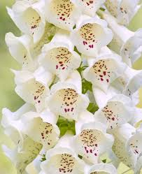 Image result for Digitalis purpurea alba/ red spots