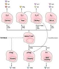 Image result for T-Lymphocyte