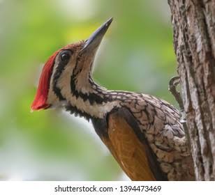 Wood Pecker Bird Tree Stock Photo 1394473469 | Shutterstock