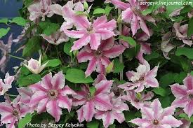 Check spelling or type a new query. Es Posible Cultivar Clematides En Un Recipiente Clematide En Maceta Secretos De Cultivo Clematis Lanuginoza Para Un Balcon
