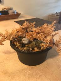 Bonsai trees and associated plants. Has My Bonsai Died Gardening Landscaping Stack Exchange