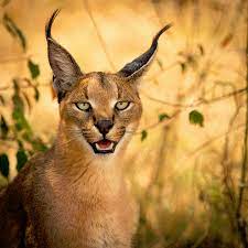 Caracals Might Be The Cutest Wild Cat You Ve Seen Purrshare Caracal Cat Wild Cats Rare Cat Breeds