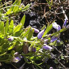 Image result for Polygala nematophylla