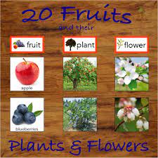 Van aken wants people to stumble upon. Fruits And Their Trees Plants And Flowers Categorization And Matching Activity