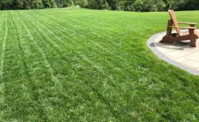 Rumput sintetis adalah rumput palsu yang dibuat dari bahan. 10 Jenis Rumput Taman Untuk Halaman Rumah Terpopuler