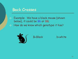 Monhybrid mice assignment biology : Higher Biology Genetic Crosses Dihybrid Test Crosses Genetic