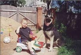 Find your new companion at nextdaypets.com. East European Shepherd Dog Breed Information And Pictures