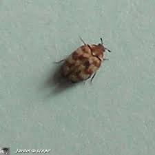 Une Mini Coccinelle Qui N En Est Pas Une Le Jardinoscope Toute La Vie Animale De Nos Parcs Et Jardins Vie Animale Parc Et Jardin Parcs