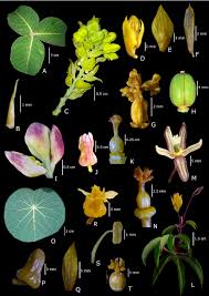 Image result for Manihot carthagenensis