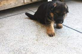 The head should be in proportion to its body, and the forehead a little rounded. Pets Pakistan German Shephard Puppy For Sale In Islamabad