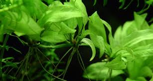 Image result for Telfairia occidentalis