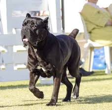Some tend to humanize their dog too much, expecting it to behave and think like a human. Understanding The Cane Corso Temperament Trainable Stable Calm