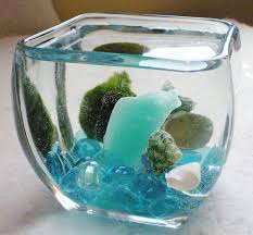 Under The Sea Marimo Living Moss Ball Aquariu