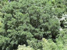 Image result for Cedrela