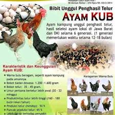 Peternakan ayam petelur terbesar di indramayu. Telur Ayam Kub Fertil Telur Tetas Kub Galur Murni Telur Ayam Kampung Unggul Balitbangtan Asli Shopee Indonesia