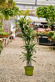 Image result for dracaena