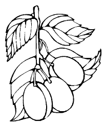 Childrens will certainly like our various themes such as superheroes. Plum Coloring Pages Coloring Home