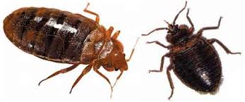Vous vous faites piquer par un insecte quand vous dormez ou lorsque vous restez. Les Punaises De Lit Sur France Info Dogscan
