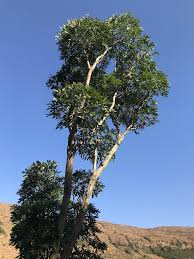 Image result for Cussonia spicata