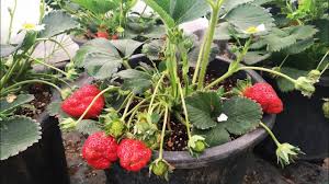 Saksida Cilek Hasadi Ve Bakimi Youtube