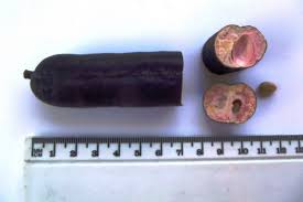 Image result for Cassia angolensis