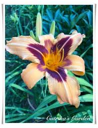 Check spelling or type a new query. Daylily Tiger Eye Hager Catrina S Garden