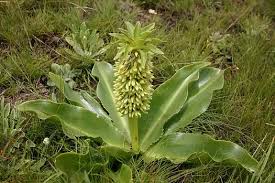 Image result for Eucomis autumnalis
