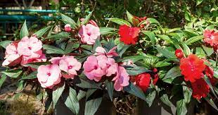 It also includes listings of plants that can flourish in multiple types of light conditions. Shade Annuals What Are The Best Annuals For Shade