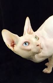 Our Kings Hairless Cat Cat Breeds Sphynx Cat