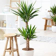 Additional yucca plant care and growing tips. Yucca Plant Yucca Elephantipes Spineless Yucca Indoor Plants