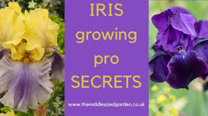 We did not find results for: Iris Growing How To Choose Plant And Grow Irises Youtube