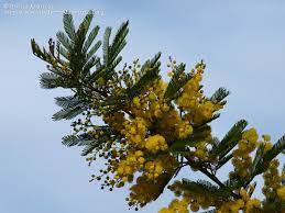 Acacia Decurrens Wendl Willd Groenwattel Herbarium Acacia Plants
