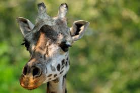 Greenville Zoo Autumn The Giraffe Is Pregnant Greenville Journal