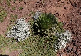 Image result for Girardinia bullosa