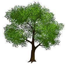 1,867 free images of tree of life. Family Tree Clipart Free Clipart Images Cliparting Com Family Tree Art Tree Clipart Family Tree Clipart