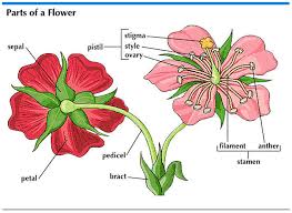 Flower Parts Of Flower Parts Of A Flower Flower Structure Flower Anatomy